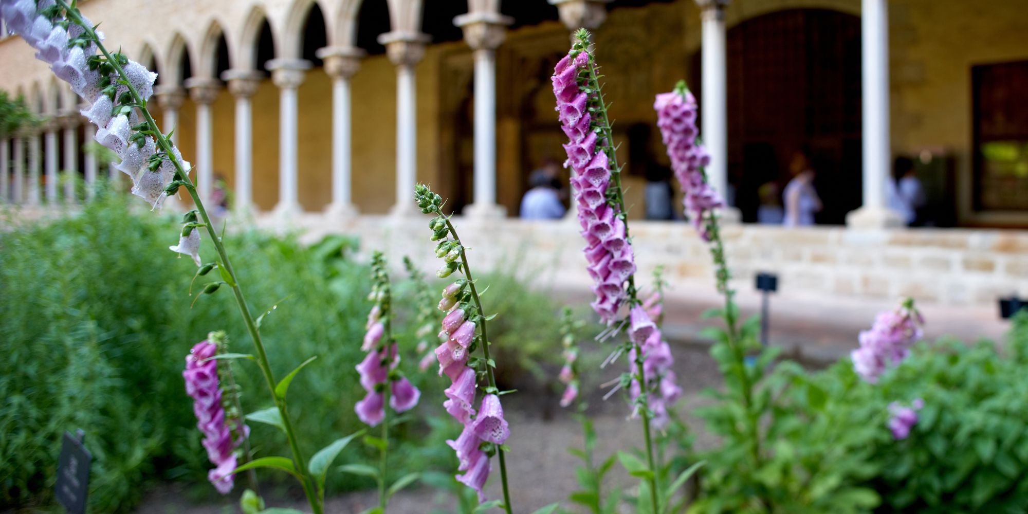 Plantes, remeis i apotecaris