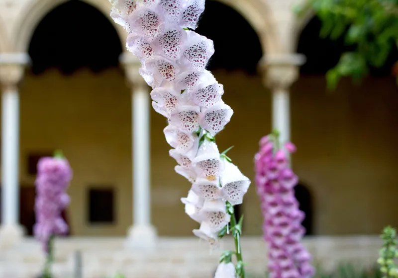 El jardí medieval del monestir de Pedralbes