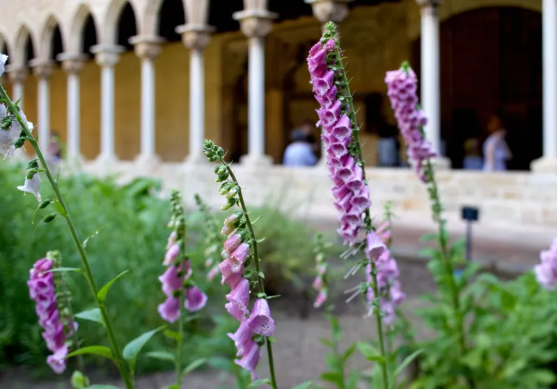 El jardí medieval del monestir de Pedralbes