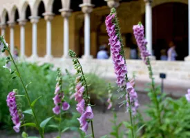 PlantesXI