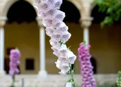 Plantes