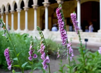 PlantesXI_5