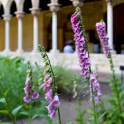 PlantesXI_5